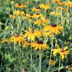 Rudbeckia Goldsturm