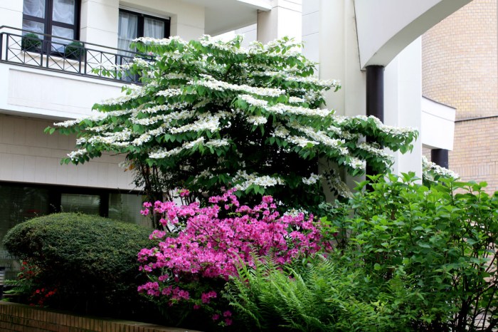 massif d'azalées et viorne