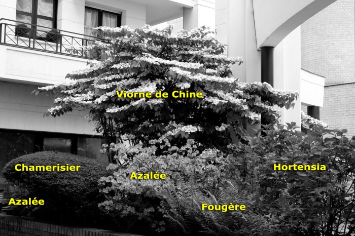 plan de massif d'arbsutes 