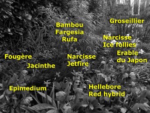 massif bambou et vivaces