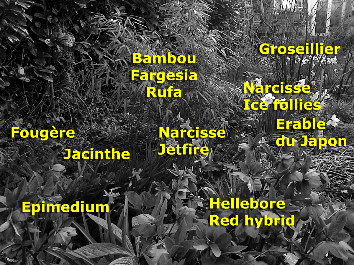 massif bambou et vivaces