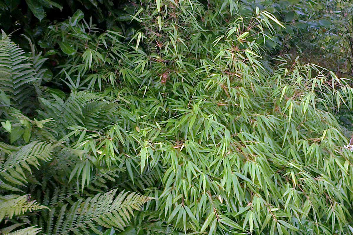 massif pour sol frais