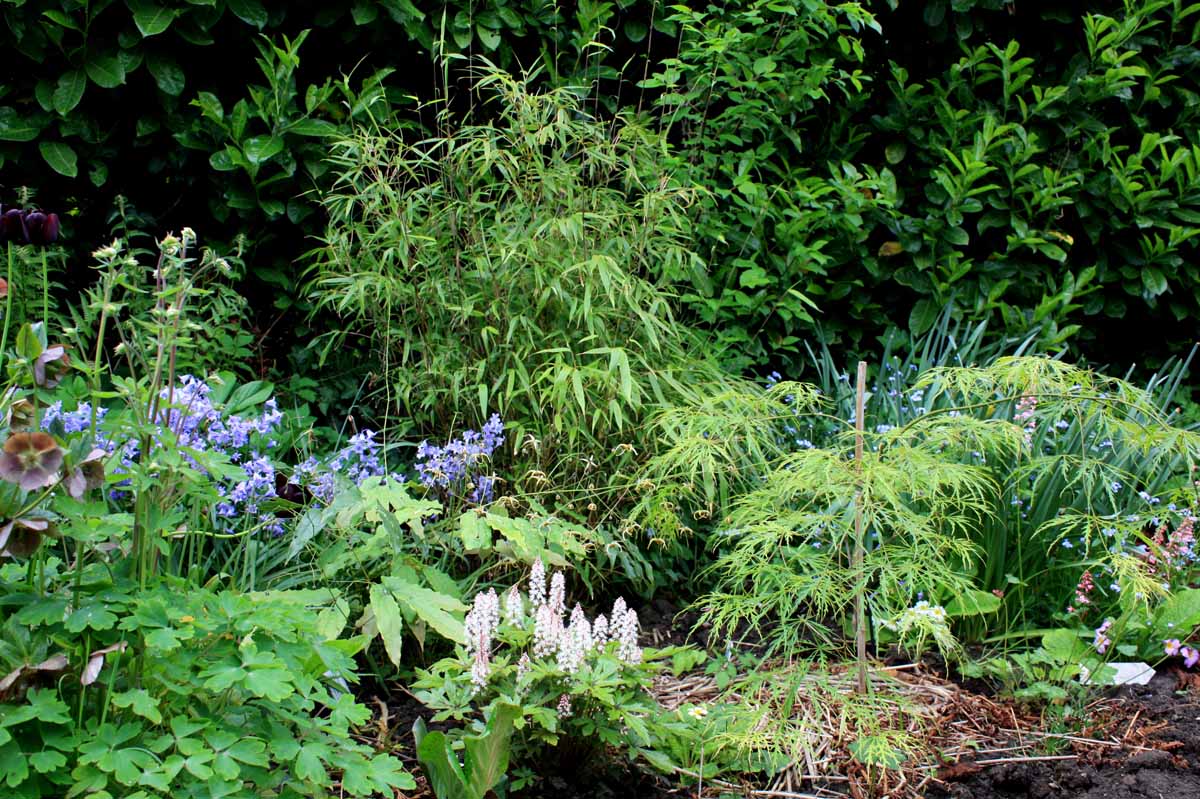 massif pour jardin ombragé