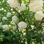 Viorne boule de neige