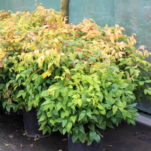 arbuste à planter en bac