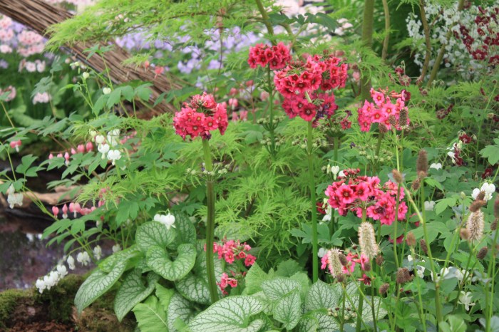 primevère à étage