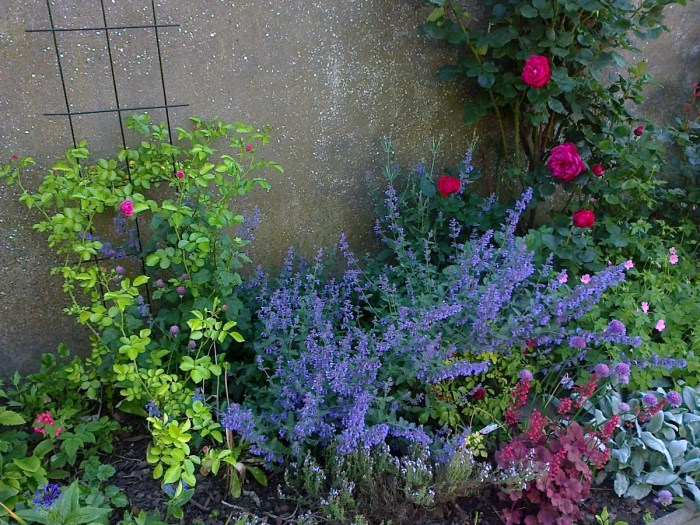 new dawn et nepeta Photo3418