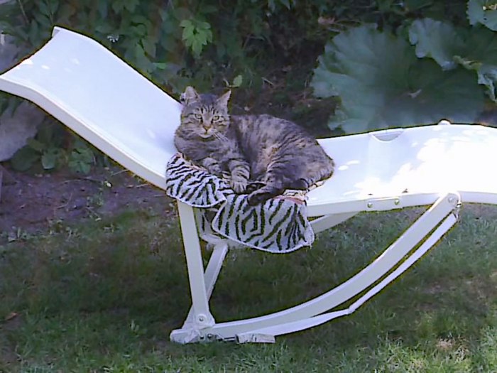 chat au jardin