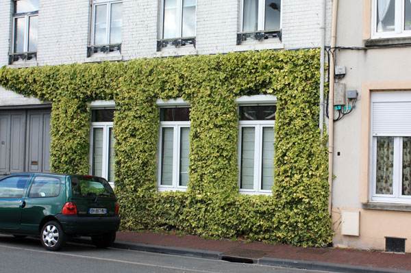 plante grimpante pour façade