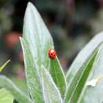 coccinelle