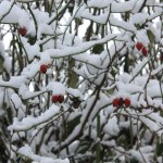 planter en décembre