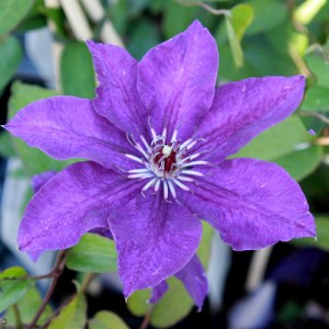 clematis The president 20120904 IMG_5595