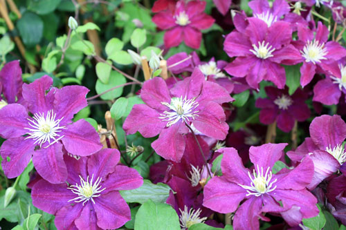 clematis