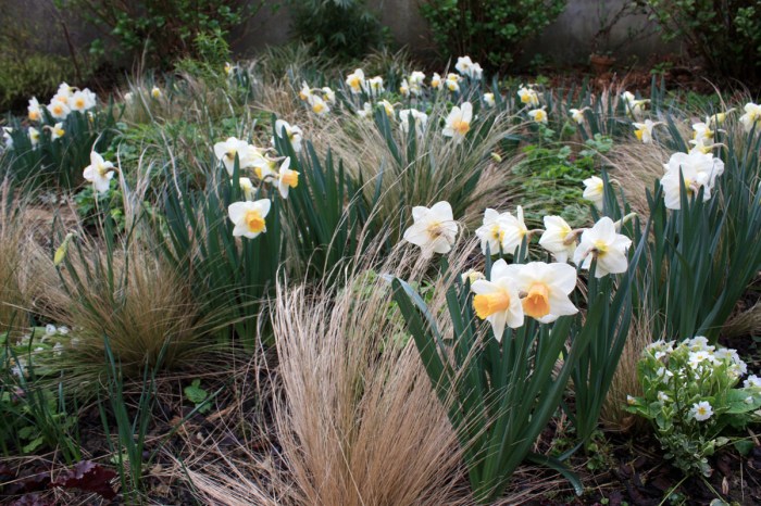 narcisses Salomé 20160406_181