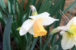 Narcisses Salomé saumon187