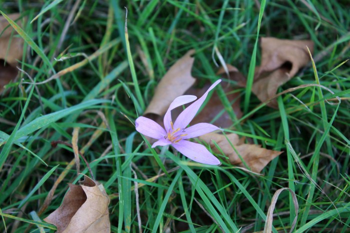 colchique20160928_img_8811