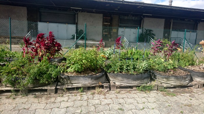 Ferme urbaine Lille DSC_1848