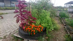 Ferme urbaine Lille DSC_1873