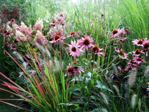 echinacea-hydrangea