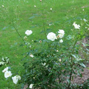 rosier fairy blanc30101006192010barbieuxIMG_3483